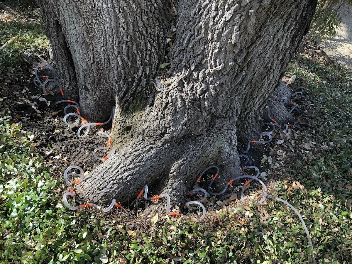 Detailed Tree Cabling and Bracing job site in Marseilles