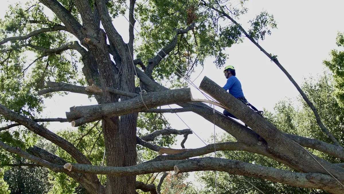Professional Hazardous Tree Removal performed by certified arborists in Marseilles
